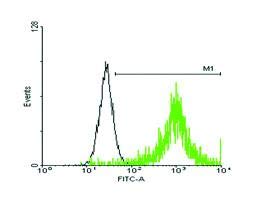 H00000483 - B01p-Dimensiune: 50 micrograme-anticorp policlonal de șoarece anti-ATP1B3-fiecare