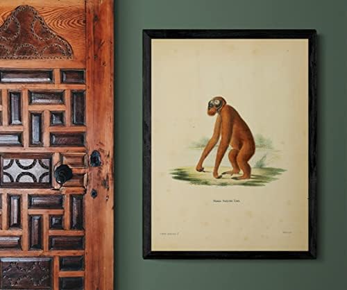 Bornean Orangutan Primate Primate Vintage Wildlife Wildlife Classroom Decor de birou Zoologie Ilustrație Antică Artă Fine Artă