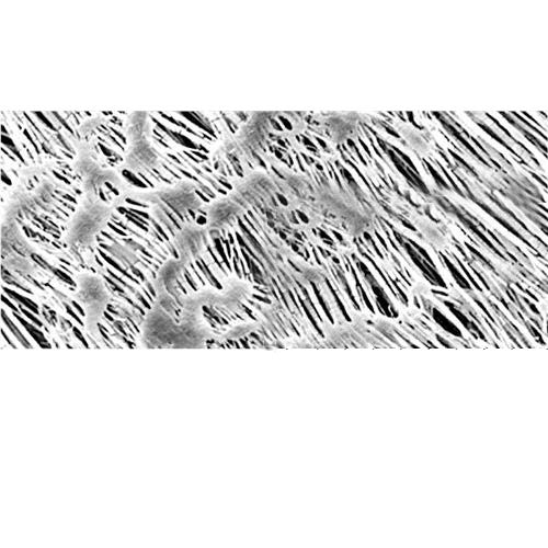 Sartorius 11803-50N filtru cu membrană din politetrafluoretilenă, 1,2 um, 50 mm