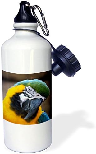 3Drose Blue Papagal Papagal Macaw Cap Sticlă de apă înclinată, 21oz, 21 oz, multicolore