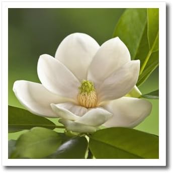 3DROSE HT_83297_1 Magnolia Tree Flower Blossom-NA01 AJE0188-ADAM Jones-fier la transfer de căldură pentru material, 8 cu 8-inch, alb